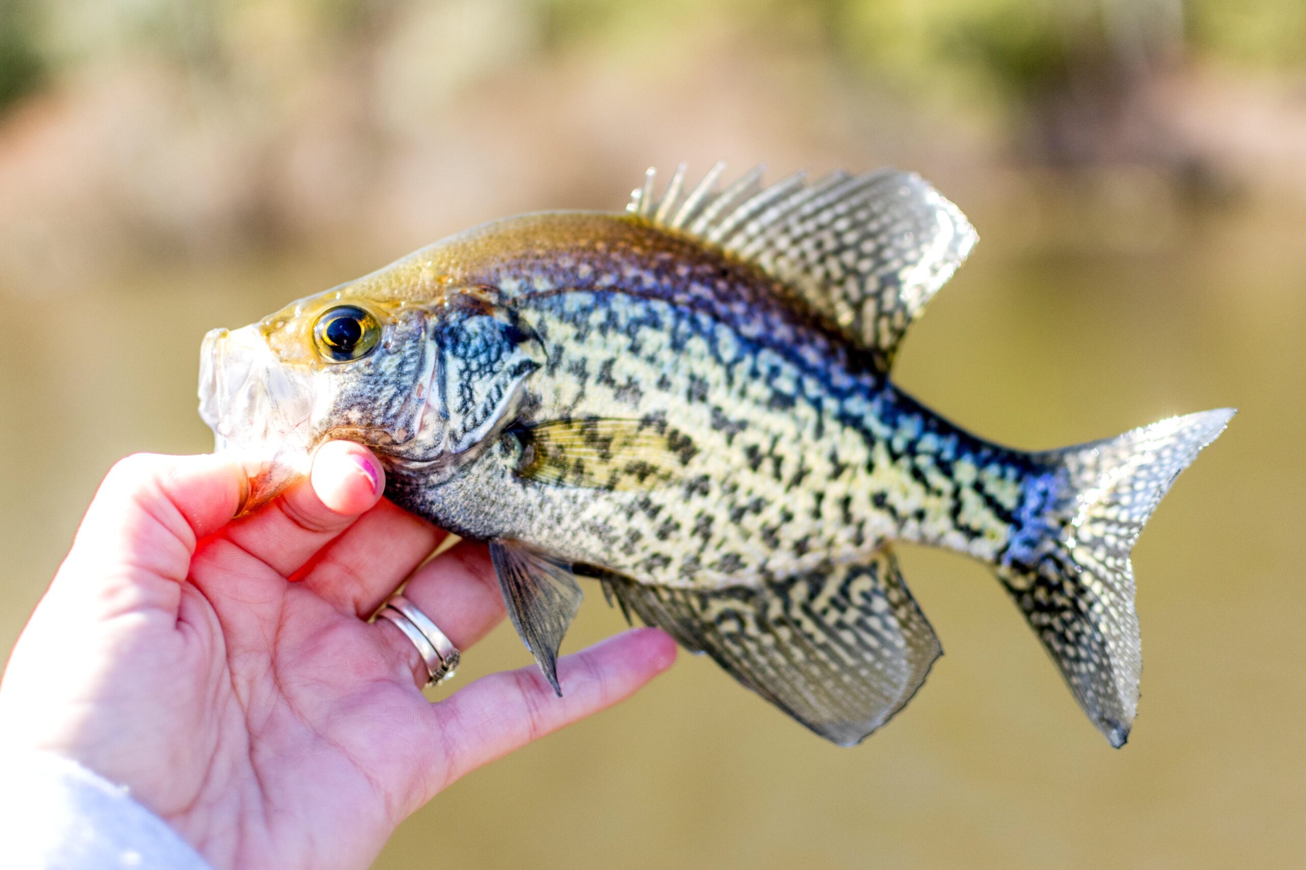 FINS Crappie Fishing Braid